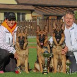 deutscher Schäferhund