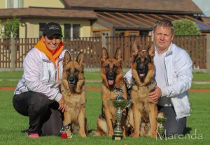 deutscher Schäferhund