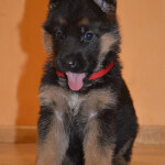 Team Bulle Hof Jocker & Evil Forcas Zlota