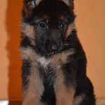 Team Bulle Hof Jocker & Evil Forcas Zlota
