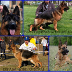 deutscher Schäferhund