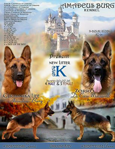 Щенки от выездной вязки в Германии ZORRO DI CASA MASSARELLI & GERMANIKA LIFE AMADEUS BURG д.р.20.07.16г.