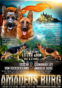 В питомнике родились щенки от великолепной пары  f.SASCHA VOM KUCKUCKSLAND & m.GERMANIKA LIFE AMADEUS BURG