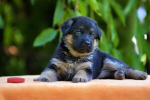 клички для щенков