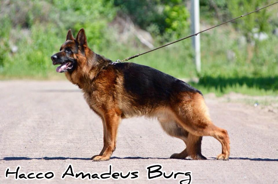 Hacco Amadeus Burg