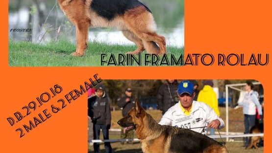 В питомнике щенки от вязки f.FARIN FRAMATO ROLAU & m.ESPADA NORD SHTORM