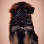 изображение_viber_2020-02-20_13-47-15