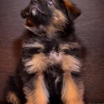 изображение_viber_2020-02-20_13-47-19