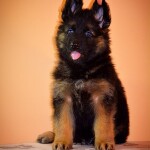 изображение_viber_2020-02-20_20-22-51