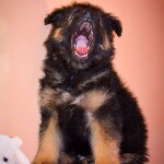 изображение_viber_2020-02-21_15-35-00