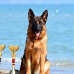 немецкая овчарка топ