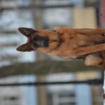 DSC_6326